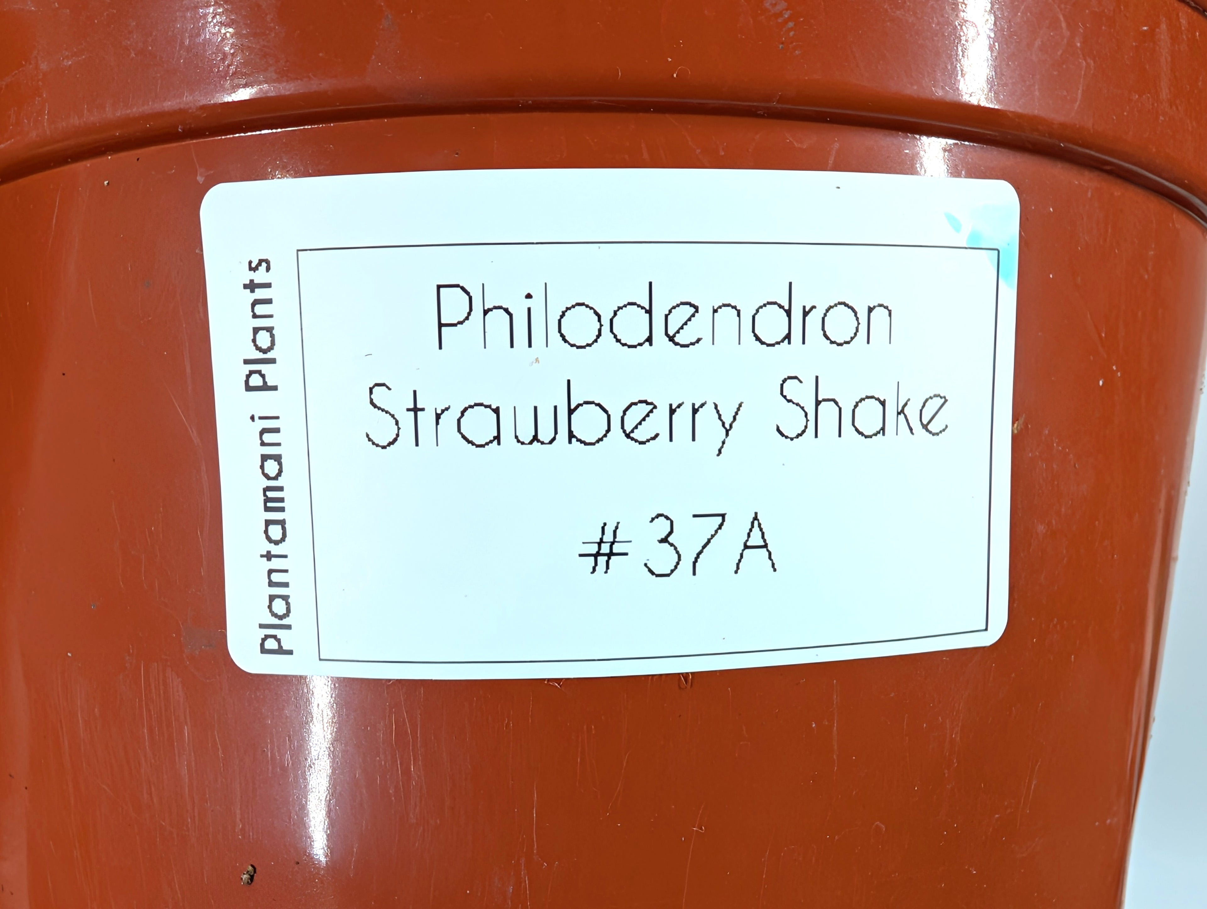Philodendron Strawberry Shake Exact Plant 