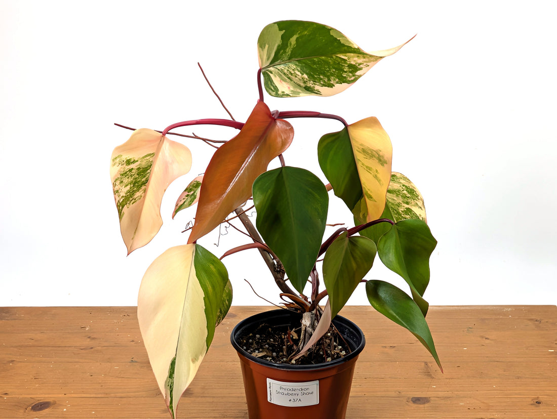 Philodendron Strawberry Shake Exact Plant 