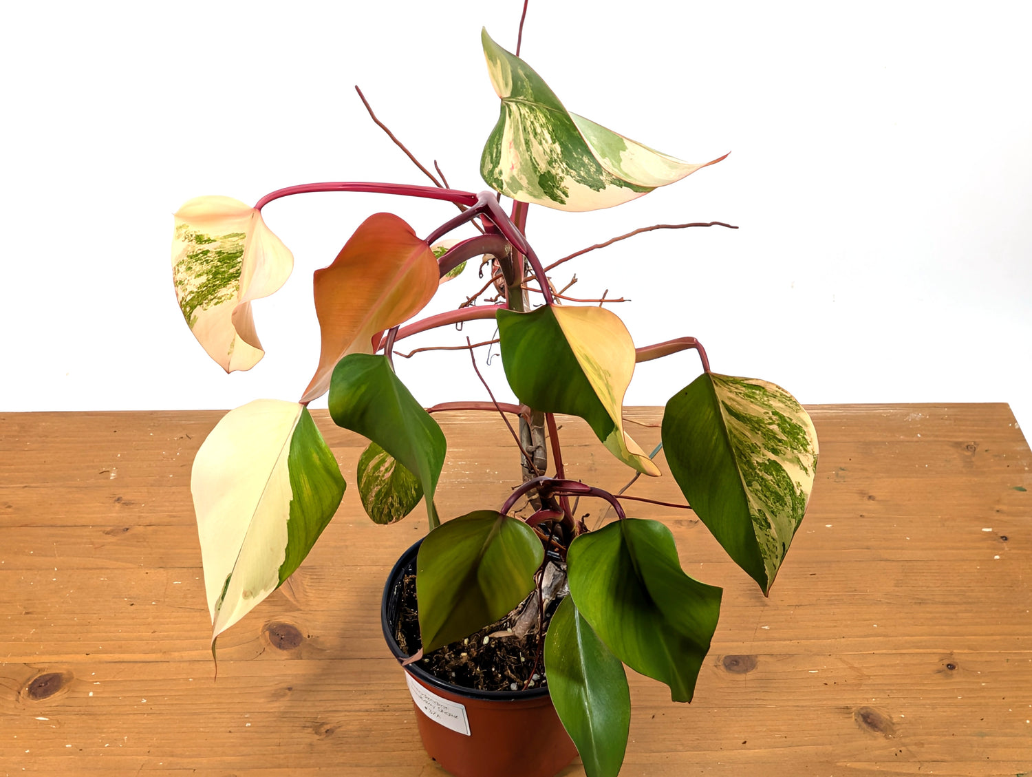 Philodendron Strawberry Shake Exact Plant 