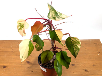 Philodendron Strawberry Shake Exact Plant 