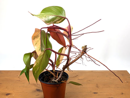 Philodendron Strawberry Shake Exact Plant 