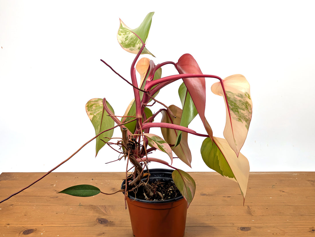 Philodendron Strawberry Shake Exact Plant 