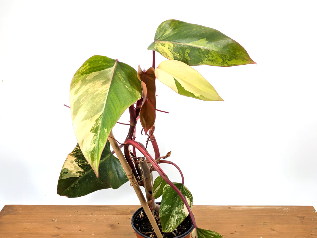 Philodendron Strawberry Shake Exact Plant 