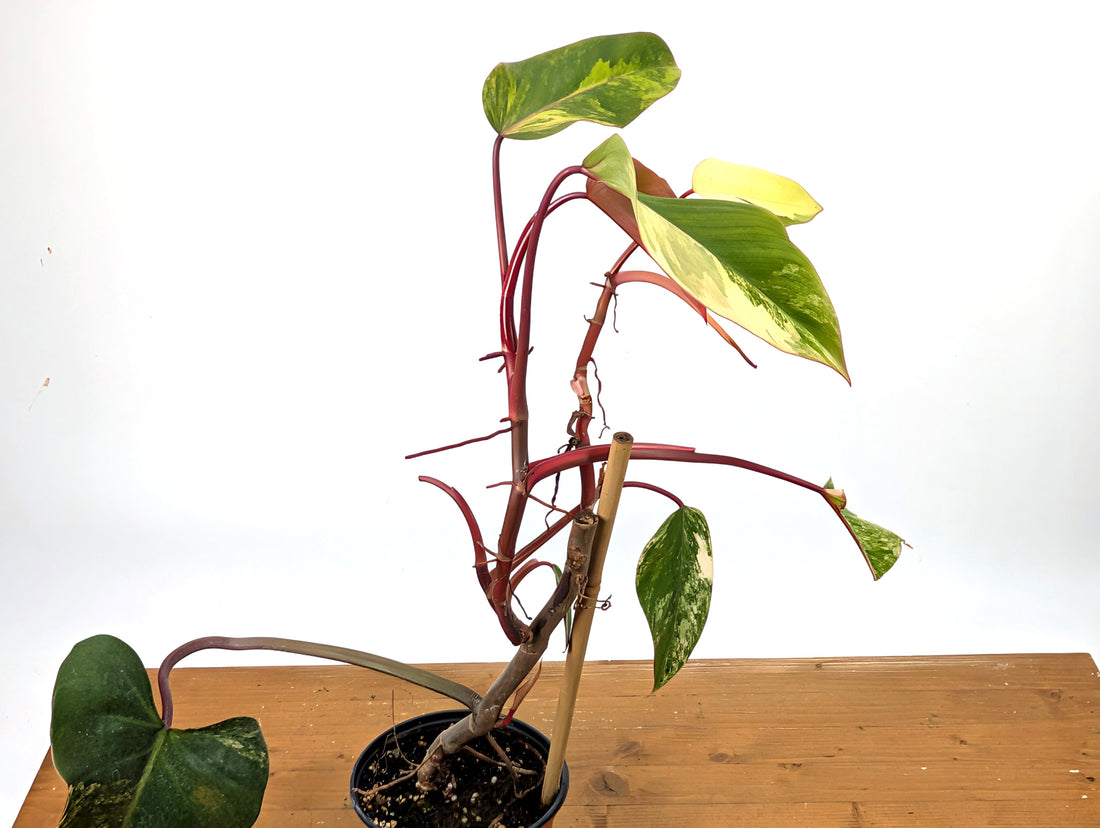 Philodendron Strawberry Shake Exact Plant 