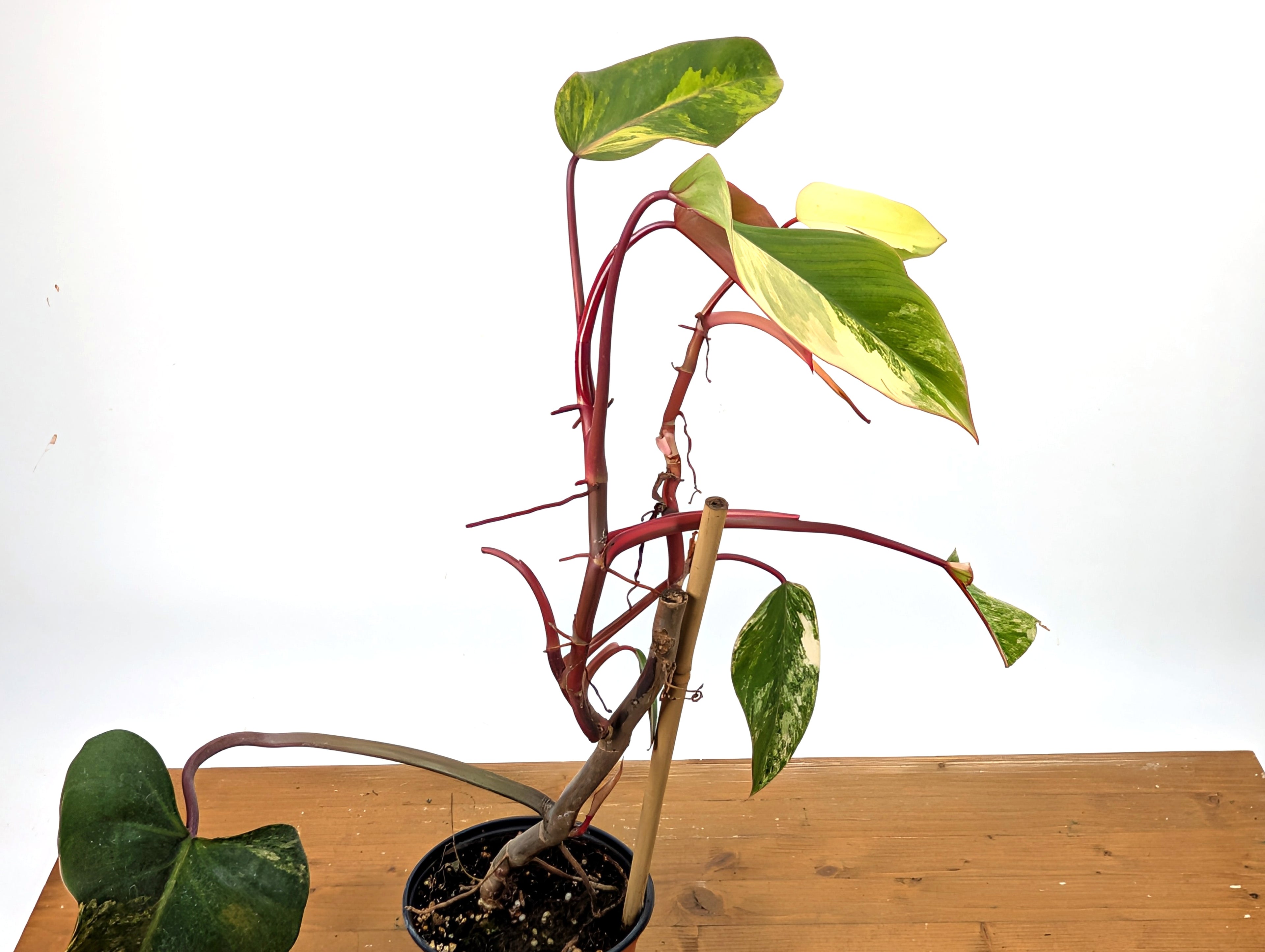 Philodendron Strawberry Shake Exact Plant 