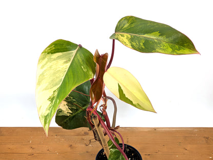 Philodendron Strawberry Shake Exact Plant 