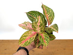 Aglaonema 20 Karat