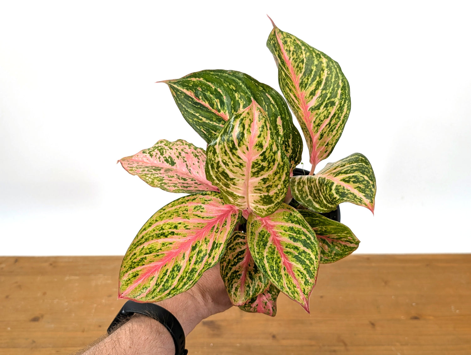 Aglaonema 20 Karat