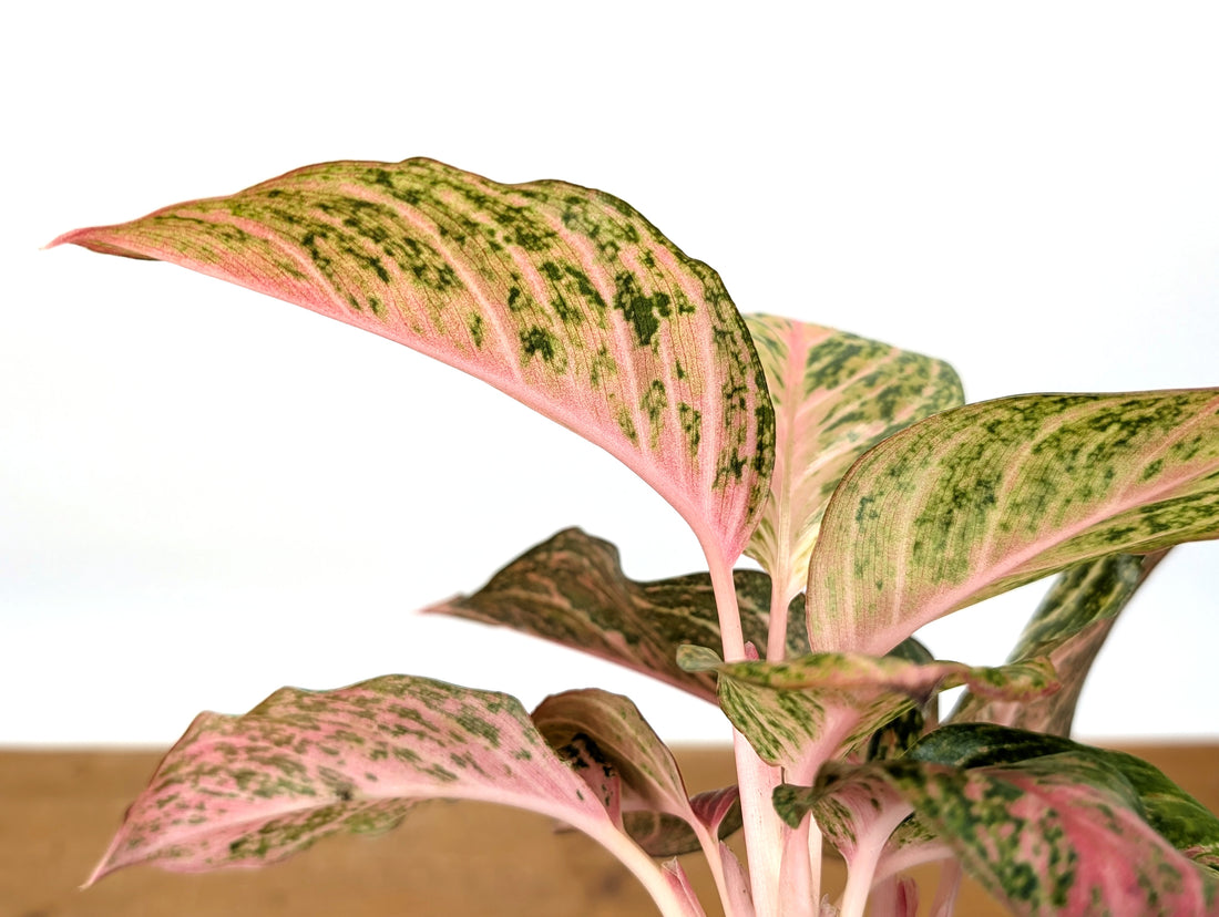Aglaonema 20 Karat