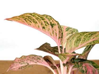 Aglaonema 20 Karat