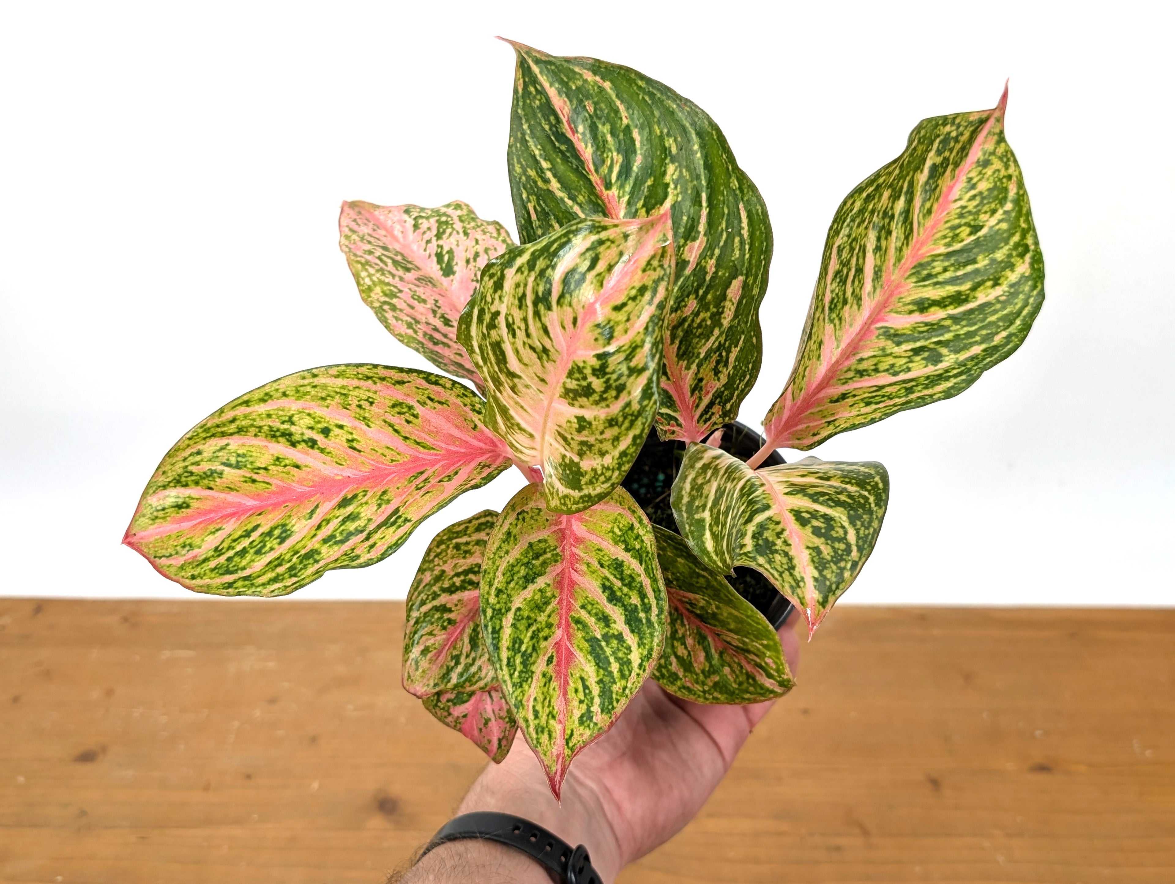 Aglaonema 20 Karat