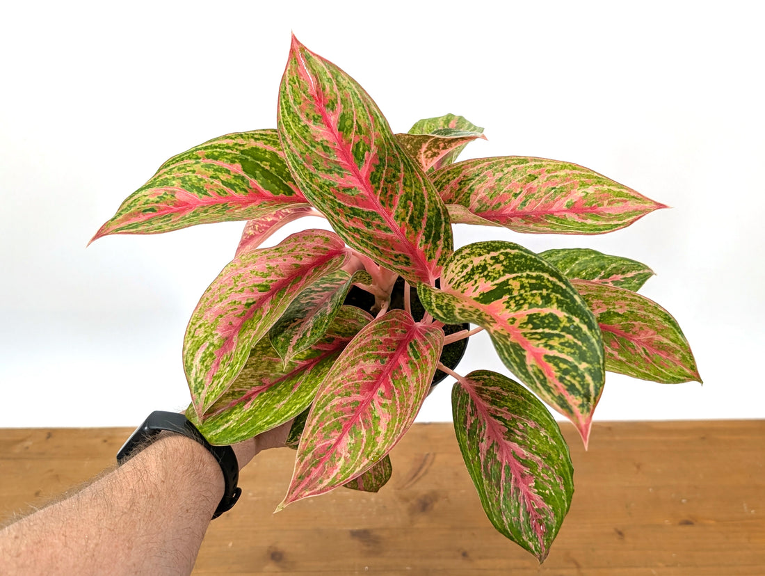 Aglaonema 20 Karat