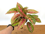 Aglaonema 20 Karat