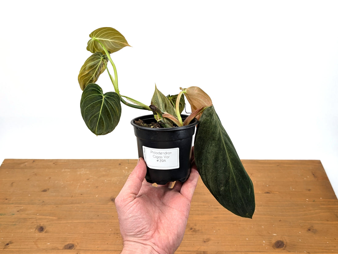 Philodendron Gigas Variegated - Exact Plant 