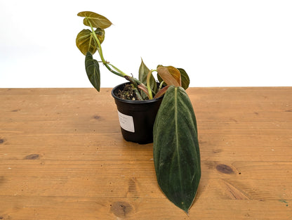 Philodendron Gigas Variegated - Exact Plant 