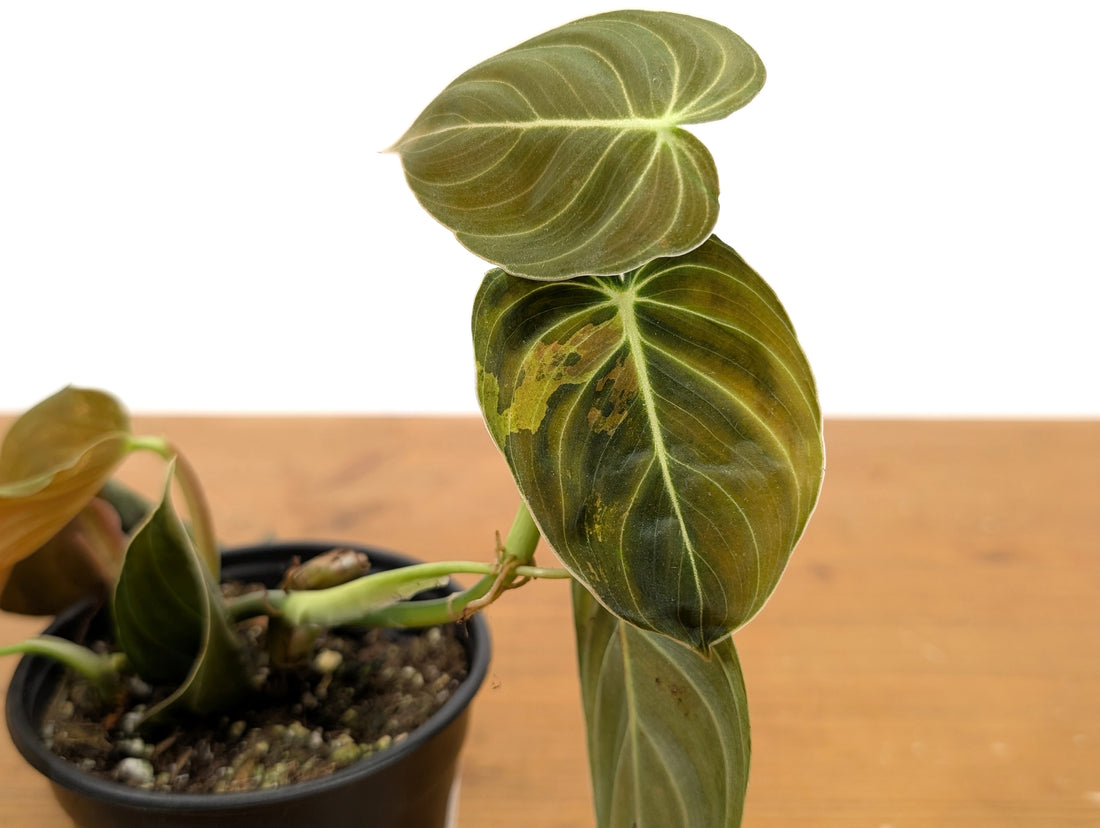 Philodendron Gigas Variegated - Exact Plant 