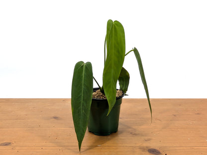 Anthurium Warocqueanum Esmeralda