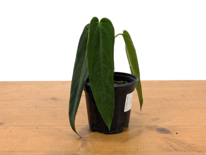 Anthurium Warocqueanum Esmeralda