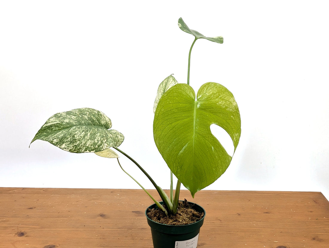 Monstera Full Mint - Exact Plant Pictured 4&quot; Pot