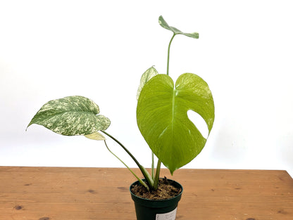 Monstera Full Mint - Exact Plant Pictured 4&quot; Pot