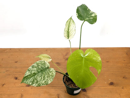 Monstera Full Mint - Exact Plant Pictured 4&quot; Pot