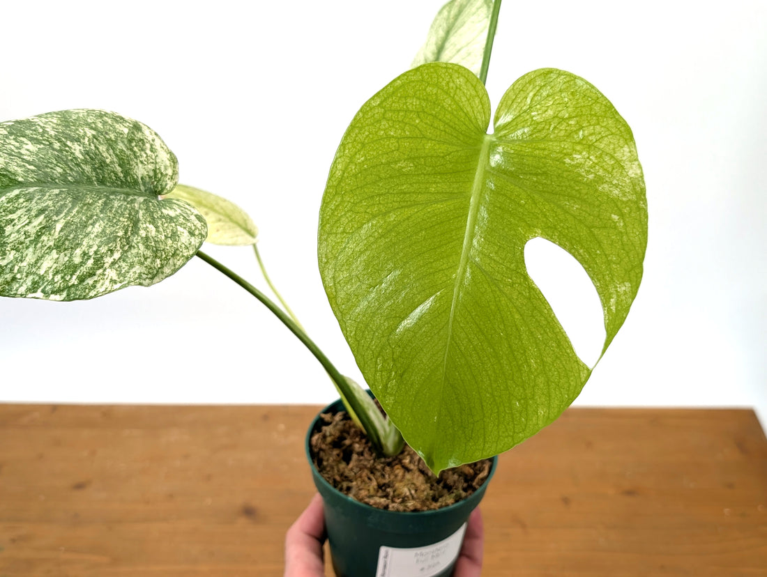 Monstera Full Mint - Exact Plant Pictured 4&quot; Pot