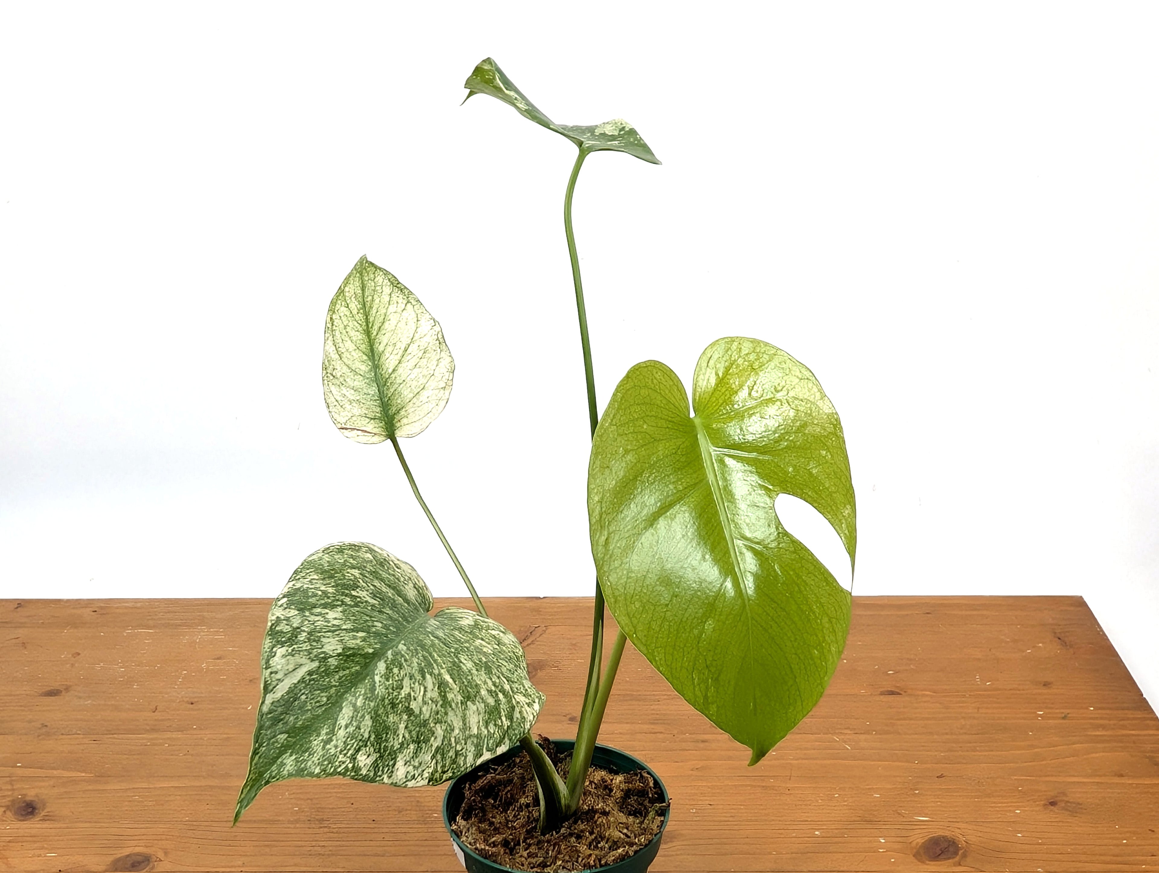 Monstera Full Mint - Exact Plant Pictured 4&quot; Pot