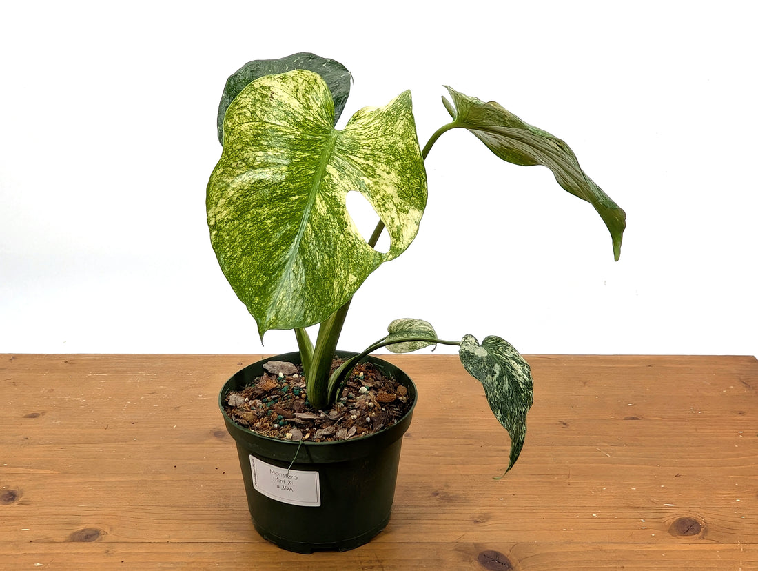 Monstera Mint - Exact Plant Pictured 6&quot; Pot 