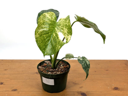 Monstera Mint - Exact Plant Pictured 6&quot; Pot 