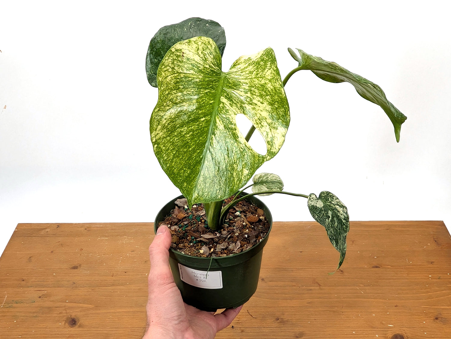 Monstera Mint - Exact Plant Pictured 6&quot; Pot 