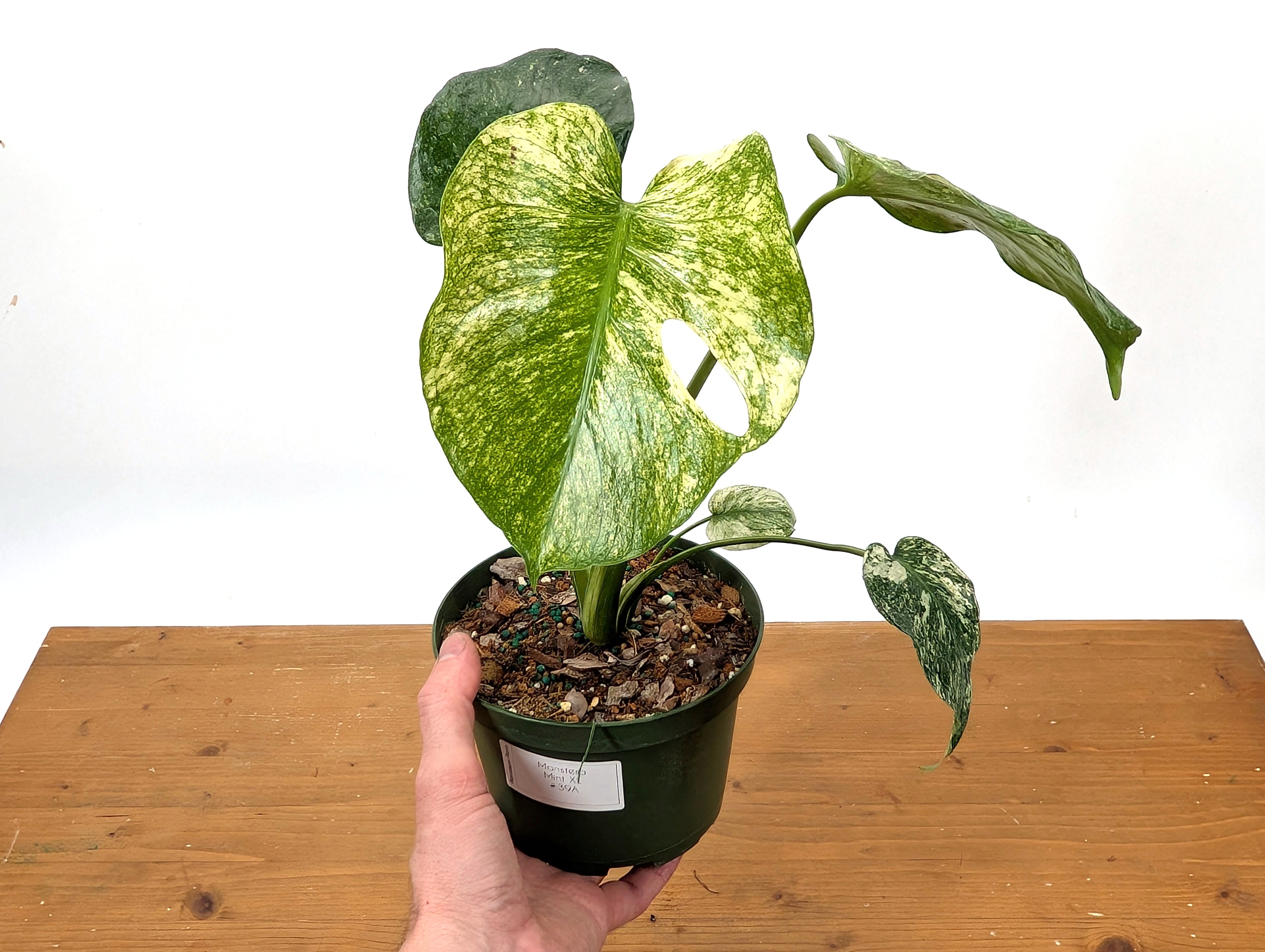 Monstera Mint - Exact Plant Pictured 6&quot; Pot 