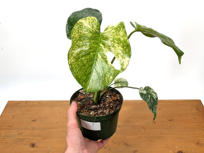 Monstera Mint - Exact Plant Pictured 6&quot; Pot 