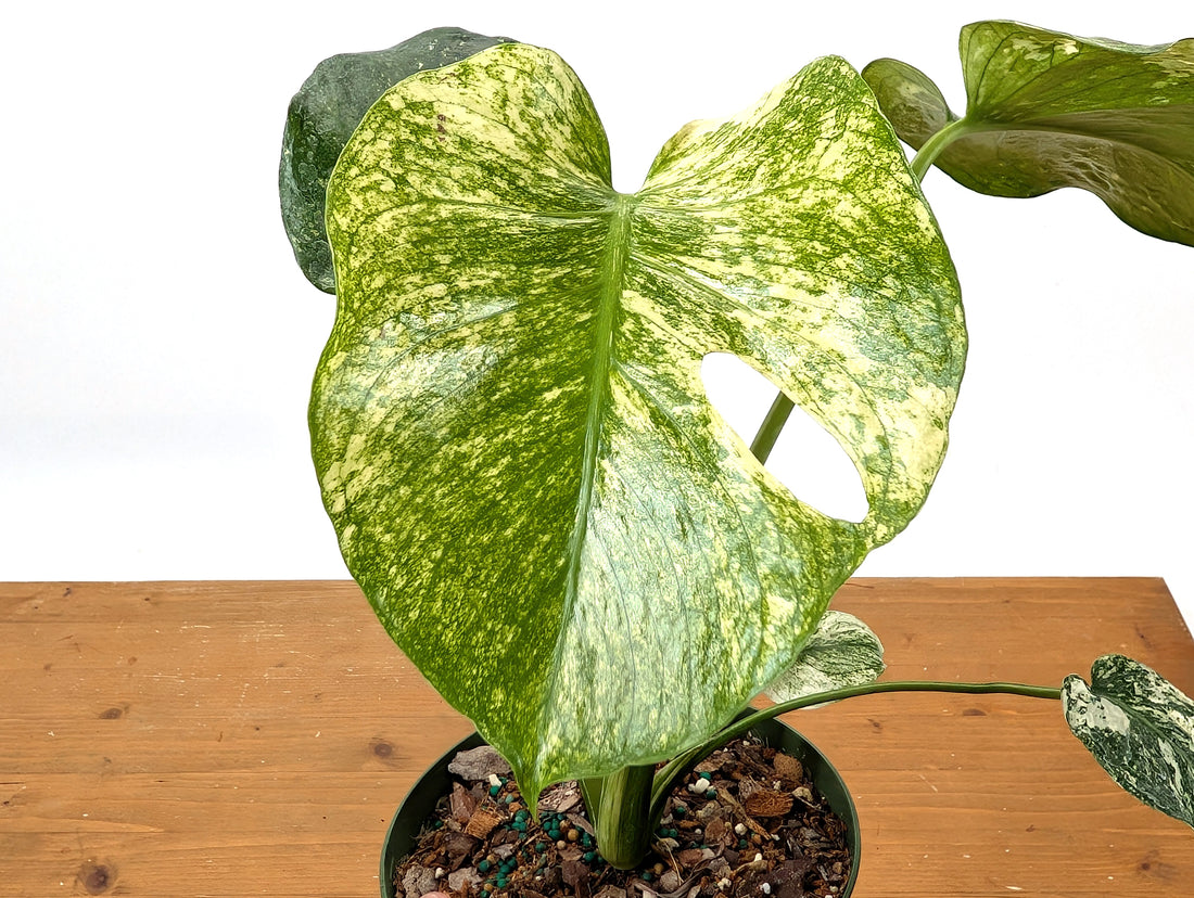 Monstera Mint - Exact Plant Pictured 6&quot; Pot 
