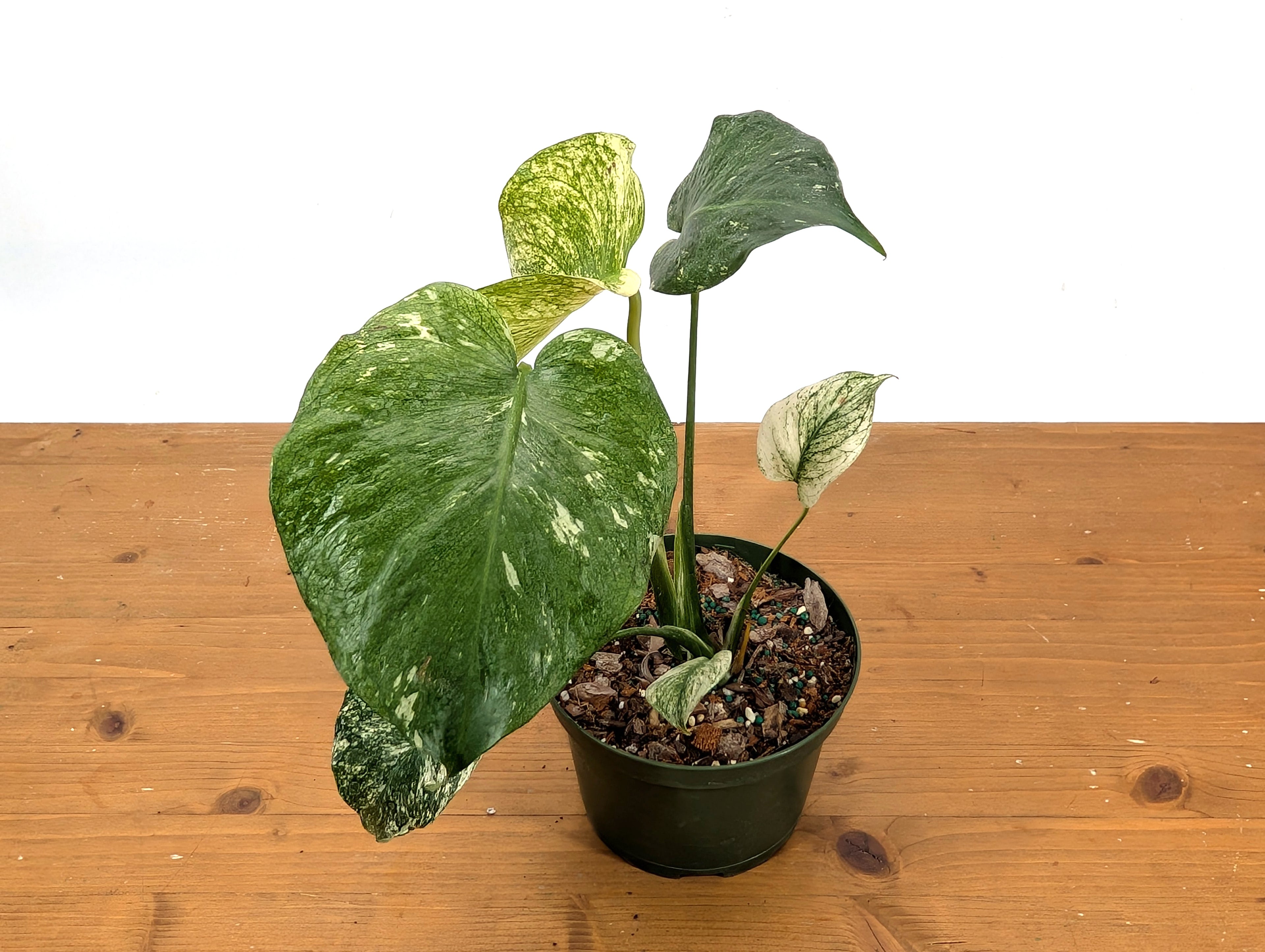 Monstera Mint - Exact Plant Pictured 6&quot; Pot 