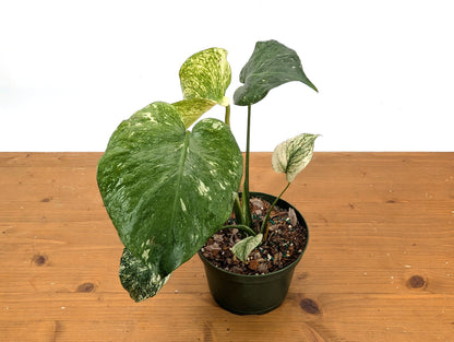 Monstera Mint - Exact Plant Pictured 6&quot; Pot 