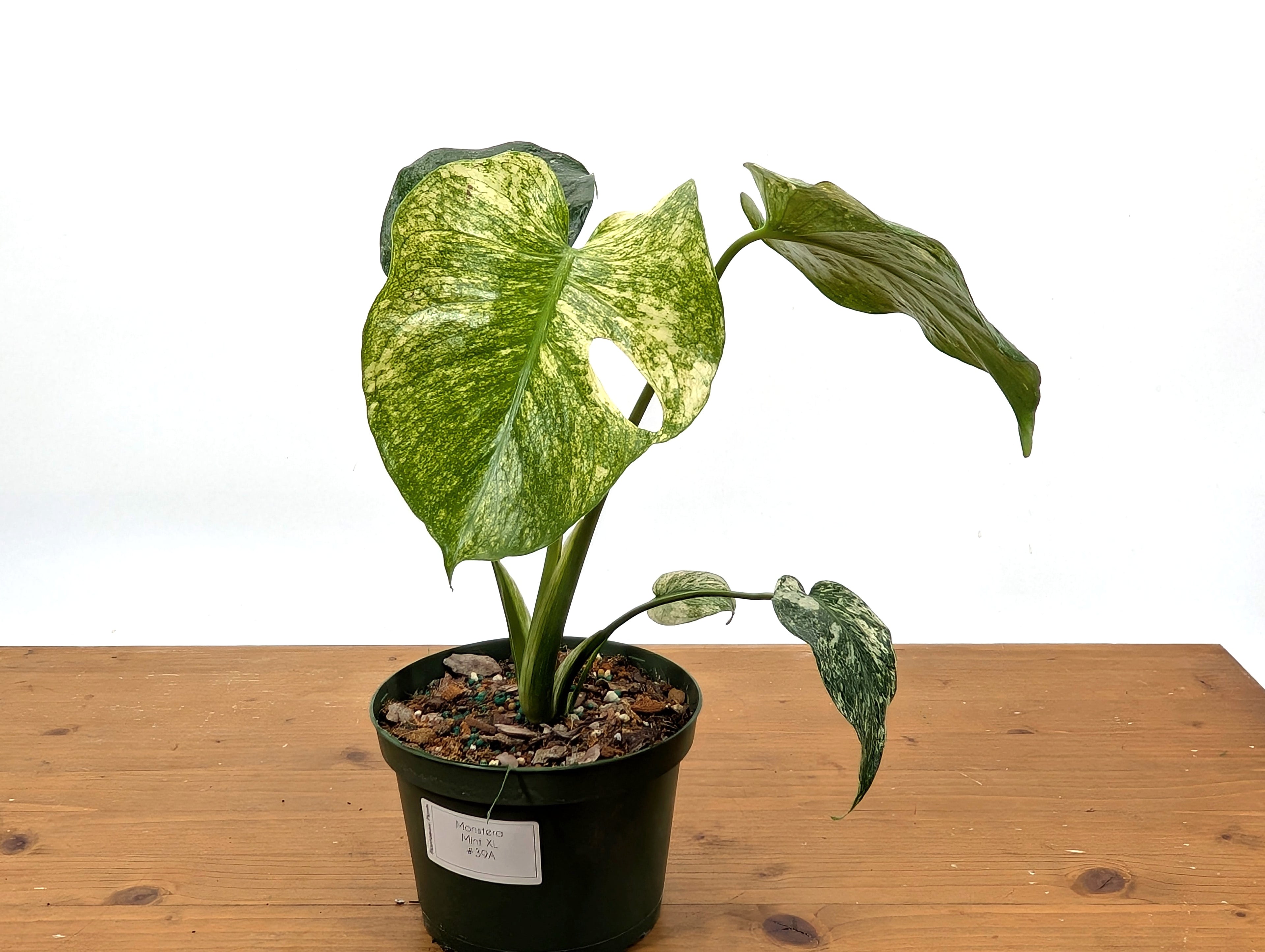 Monstera Mint - Exact Plant Pictured 6&quot; Pot 