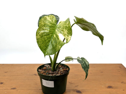 Monstera Mint - Exact Plant Pictured 6&quot; Pot 