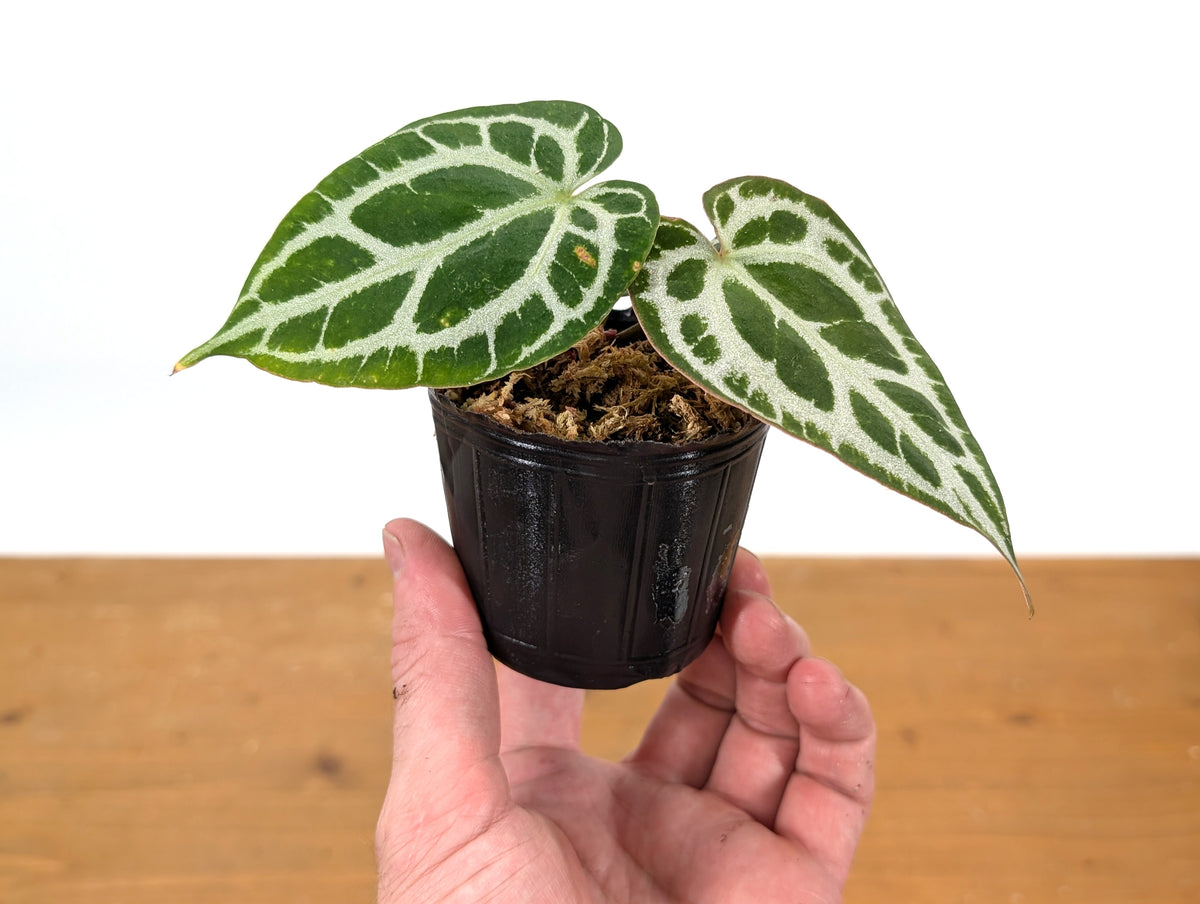 Anthurium Crystallinum "Silver"