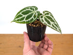 Anthurium Crystallinum "Silver"
