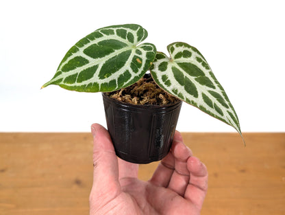 Anthurium Crystallinum &quot;Silver&quot;