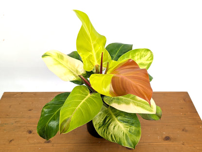 Philodendron Yellow Flame Variegated