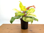Philodendron Yellow Flame Variegated