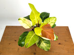 Philodendron Yellow Flame Variegated