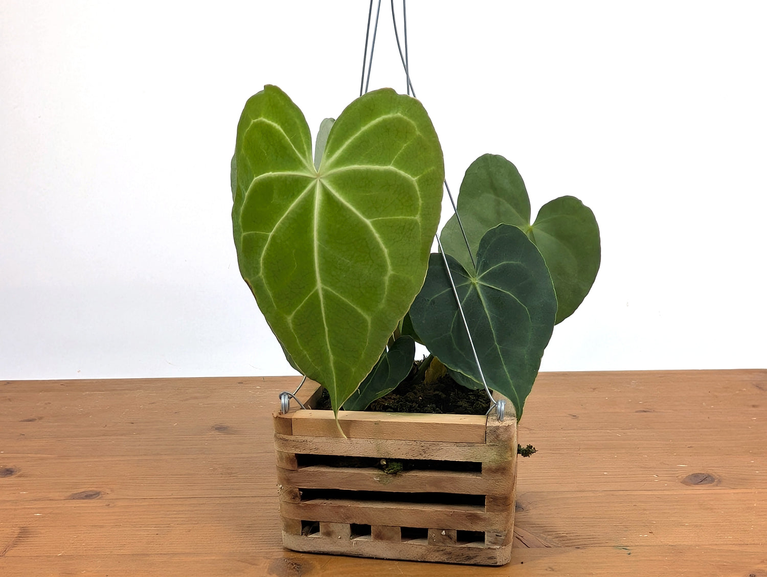 Anthurium Clarinervium