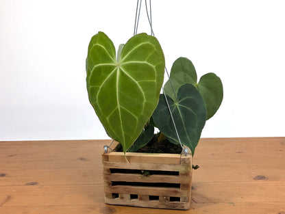 Anthurium Clarinervium