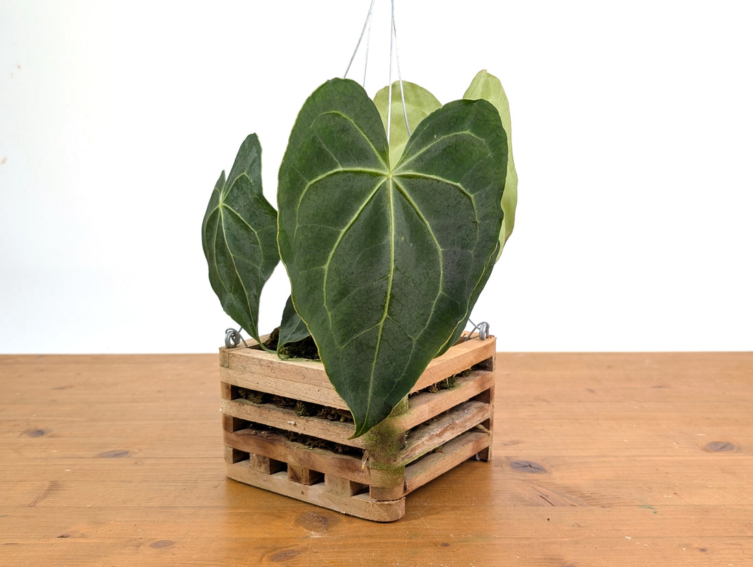 Anthurium Clarinervium in 6 Inch Wooden Crate Basket