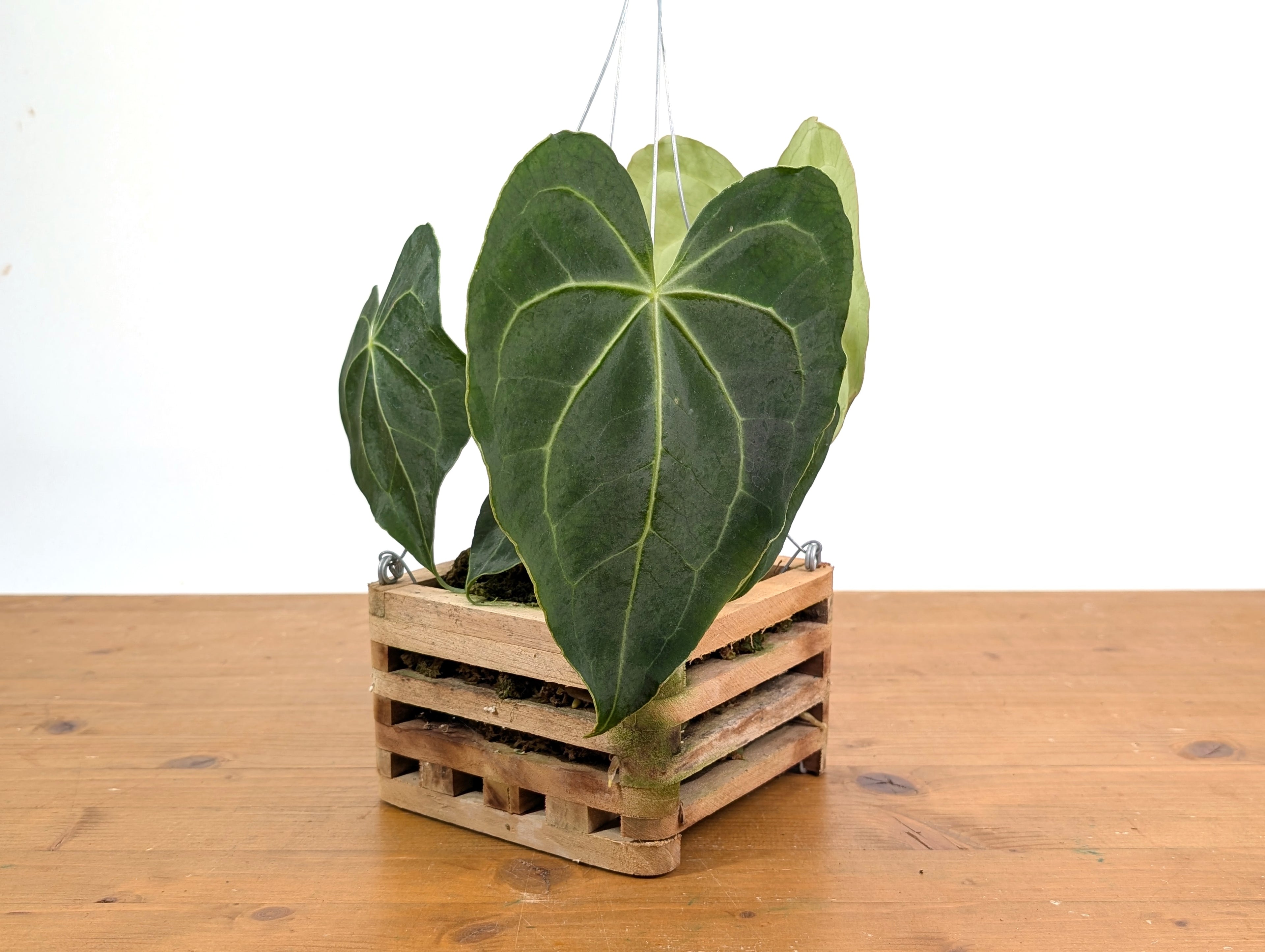 Anthurium Clarinervium in 6 Inch Wooden Crate Basket