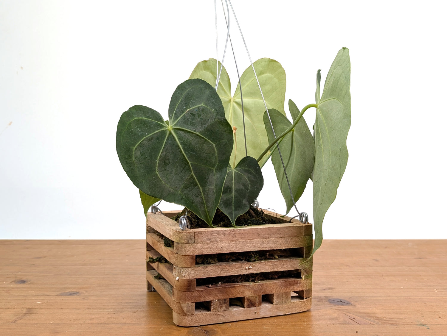 Anthurium Clarinervium in 6 Inch Wooden Crate Basket