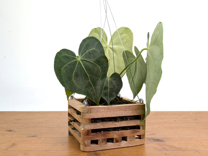 Anthurium Clarinervium in 6 Inch Wooden Crate Basket