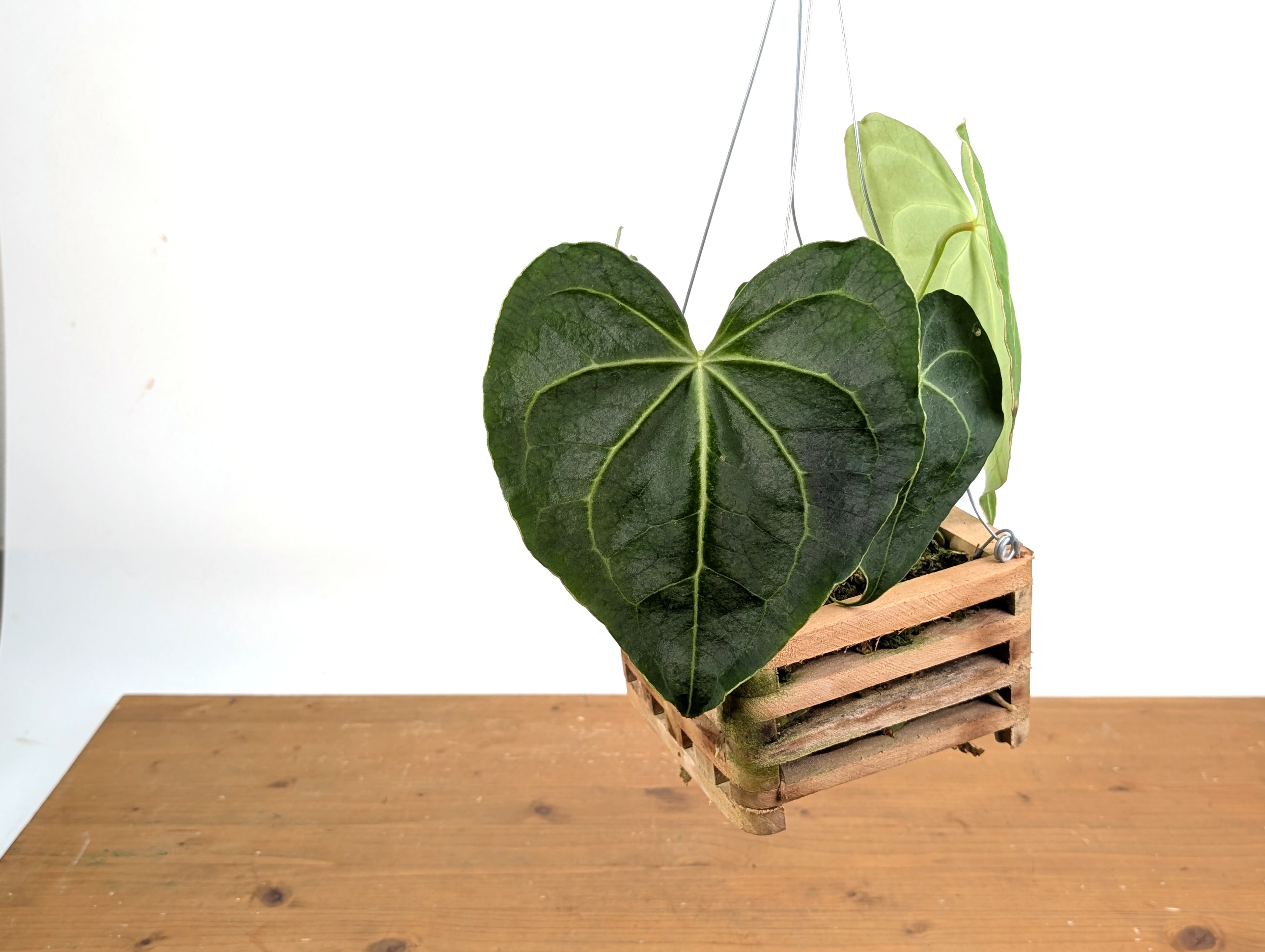 Anthurium Clarinervium in 6 Inch Wooden Crate Basket